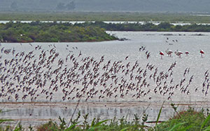Shorebirds and Flamingos in salinas © John Muddeman