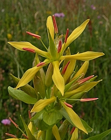 Great Yellow Gentian - Gentiana lutea © Teresa Farino