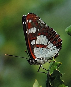 Southern White Admiral - Limenitis reducta © Teresa Farino