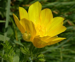 Pyrenean Pheasant's-eye - Adonis pyrenaica © Teresa Farino