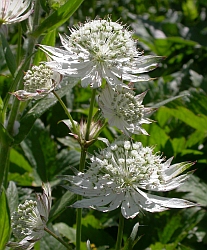 Astrantia - Astrantia major © Teresa Farino