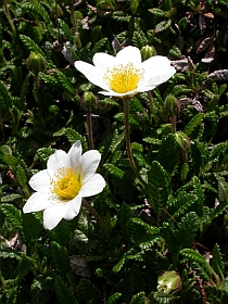 Mountain Avens - Dryas octopetala © Teresa Farino