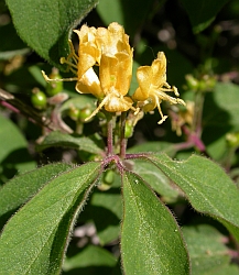 Fly Honeysuckle - Lonicera xylosteum © Teresa Farino