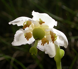 One-flowered Wintergreen - Moneses uniflora © Teresa Farino