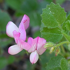 Ononis rotundifolia © Teresa Farino