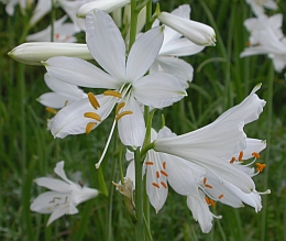 St Bruno's Lily - Paradisea liliastrum © Teresa Farino