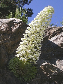 Pyrenean Saxifrage - Saxifraga longifolia © Teresa Farino