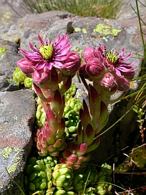 Mountain Houseleek - Sempervivum montanum © Teresa Farino