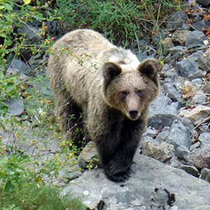 Young Brown Bear – Ursus arctos