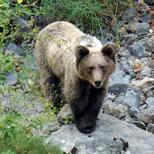 what is spanish for bear cub