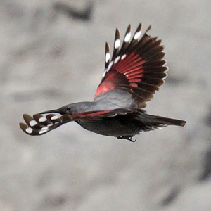 Wallcreeper – Tichodroma muraria