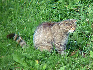 Wild Cat – Felis sylvestris