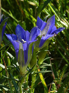 Marsh Gentians – Gentiana pneumonanthe © John Muddeman