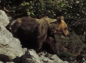 Cantabrican Brown Bear – Ursus arctos