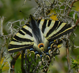 Scarce Swallowtail – Iphiclides podalirius feisthamelii