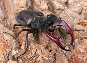 Stag Beetle - Lucanus cervus © Teresa Farino