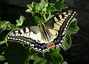 Swallowtail - Papilio machaon © Teresa Farino