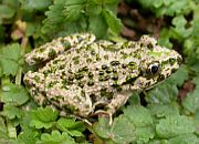 Parsley Frog - Pelodytes punctatus © Teresa Farino