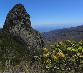 Aeonium rubrolineatum (A. arboreum) - Roque de Agando, La Gomera © Teresa Farino