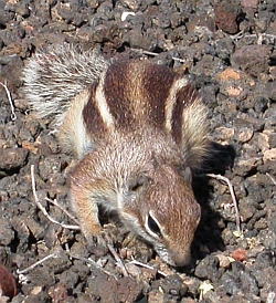 Barbary Ground Squirrel - Atlantoxerus getulus © Teresa Farino