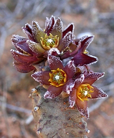 Caralluma burchardii © Teresa Farino