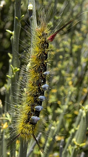 Caterpillar of Calliteara (Macaronesia) fortunata © Teresa Farino