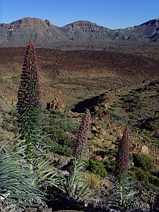 Echium wildpretii in the Cañadas del Teide National Park, Tenerife © John Muddeman