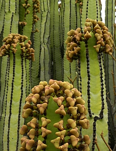 Euphorbia canariensis © Teresa Farino