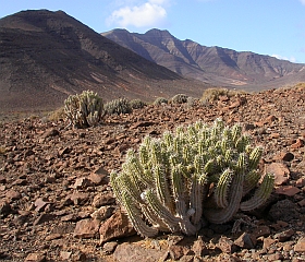 Euphorbia handiensis, Jandía, Fuerteventura © Teresa Farino