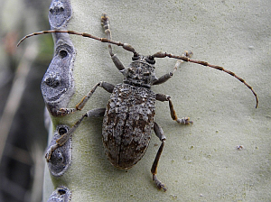 Lepromoris gibba © Teresa Farino