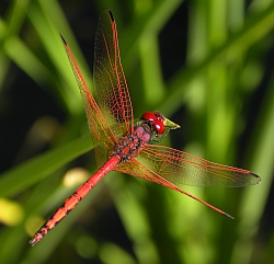 Male Red-veined Dropwing - Trithemis arteriosa © Teresa Farino