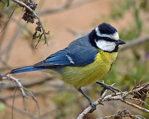 African Blue Tit - Cyanistes teneriffae © John Muddeman