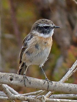 Canary Islands Stonechat - Saxicola dacotiae © John Muddeman