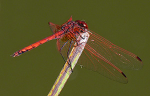 Red-veined Dropwing - Trithemis arteriosa © John Muddeman