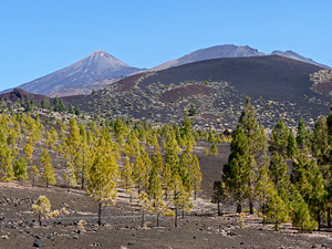 Teide Peak and forest crown of Canary Pine © John Muddeman