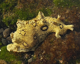 Annulated Sea-hare – Aplysia dactylomela © Teresa Farino