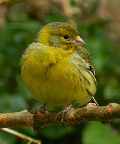 Atlantic Canary - Serinus canaria © Teresa Farino