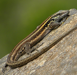 Boettger's Lizard - Gallotia caesaris gomera © Teresa Farino