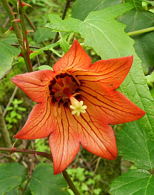 Canary Bellflower – Canaria canariensis © Teresa Farino