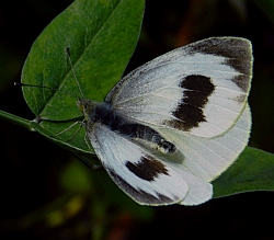 Canary Islands Large White – Pieris cheiranthi cheiranthi © Teresa Farino