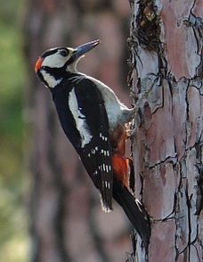 Great Spotted Woodpecker - Dendrocopos major canariensis © Teresa Farino