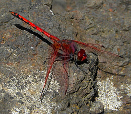 Male Red-veined Dropwing - Trithemis arteriosa © Teresa Farino