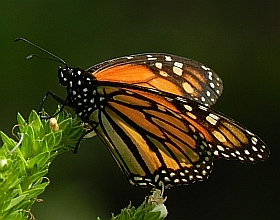 Monarch - Danaus plexippus © Teresa Farino