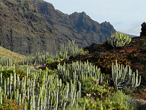 Teno Peninsula, Tenerife © Teresa Farino