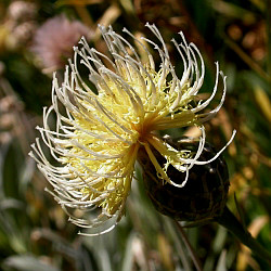 Cheirolophus teydis © Teresa Farino