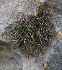 Asplenium seelosii ssp. glabrum © Teresa Farino