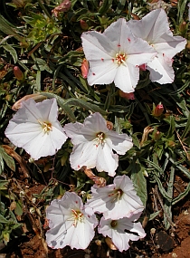 Convolvulus lineatus © Teresa Farino