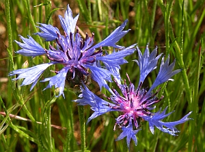 Cornflower - Centaurea cyanus © Teresa Farino