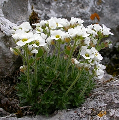 Draba dedeana © Teresa Farino