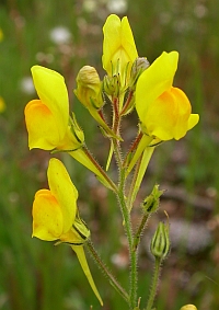 Linaria spartea © Teresa Farino